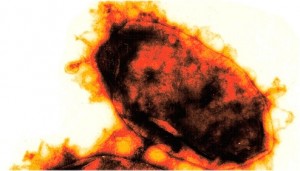 DNA-Transport: Neuer Ansatz für Gentherapie