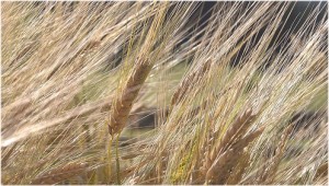 Zöliakie: Das Immunsystem lässt sich an an Gluten gewöhnen