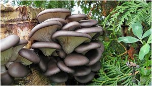 Blutfettwerte: Austernpilze können Cholesterinspiegel senken