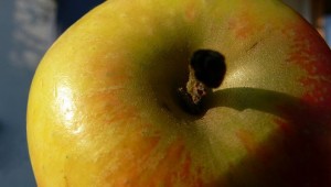 Weißes Fruchtfleisch beugt Schlaganfall vor