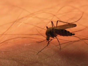 Ausbreitung des Denguefiebers in Südamerika