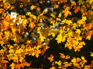 Jeder Fünfte leidet unter Herbst-Winter-Blues