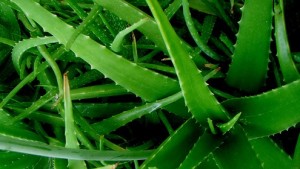 Aloe Vera Pflanze