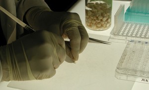 Durchbruch in der Stammzellenforschung