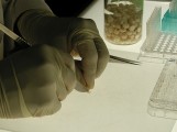 Forscher können Stammzellen verjüngen Forscher können Stammzellen verjüngen